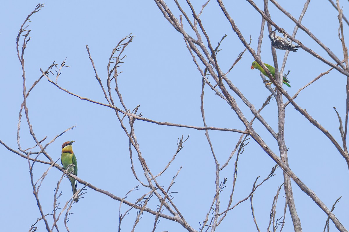 Chestnut-headed Bee-eater - Wich’yanan Limparungpatthanakij