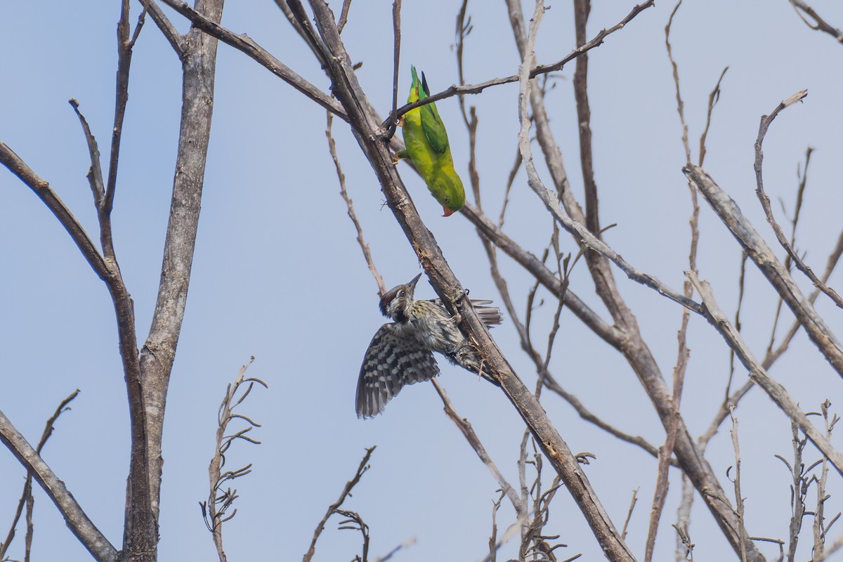 Gray-capped Pygmy Woodpecker - Wich’yanan Limparungpatthanakij