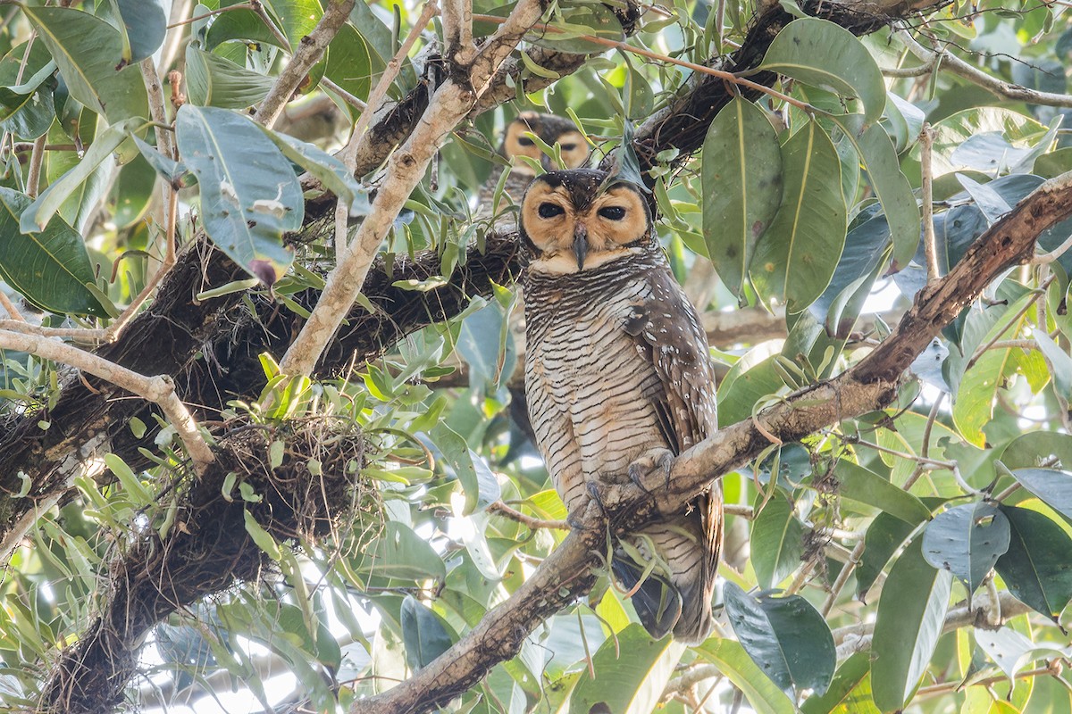 Spotted Wood-Owl - ML617554576