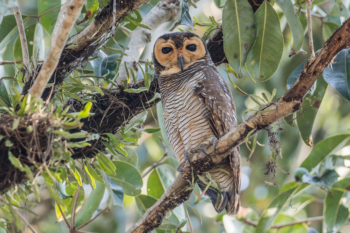 Spotted Wood-Owl - ML617554577