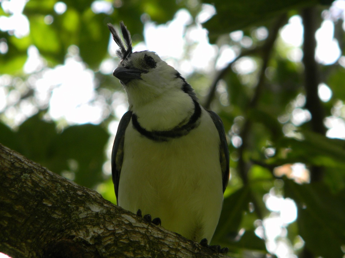 White-throated Magpie-Jay - ML617554595