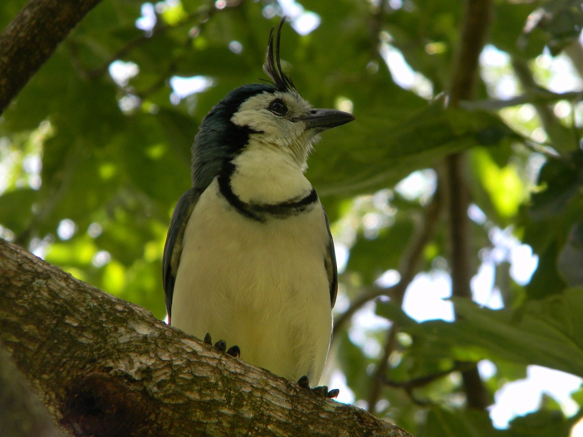 White-throated Magpie-Jay - Yannick FRANCOIS