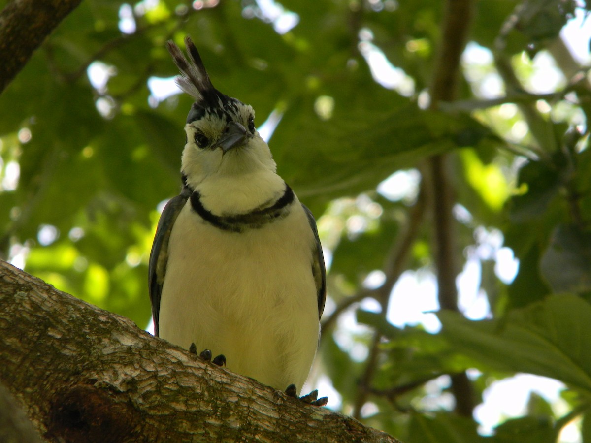 White-throated Magpie-Jay - Yannick FRANCOIS