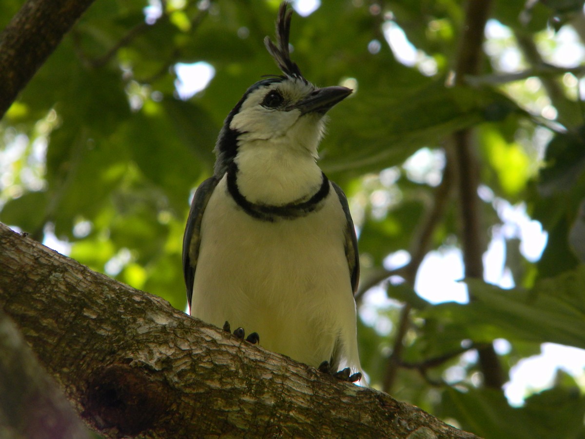White-throated Magpie-Jay - ML617554610