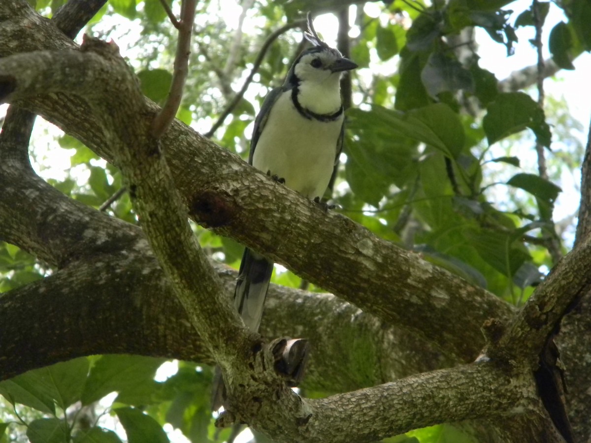 White-throated Magpie-Jay - ML617554612