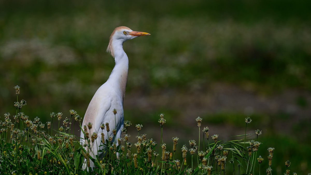 Western Cattle Egret - Ogün Aydin