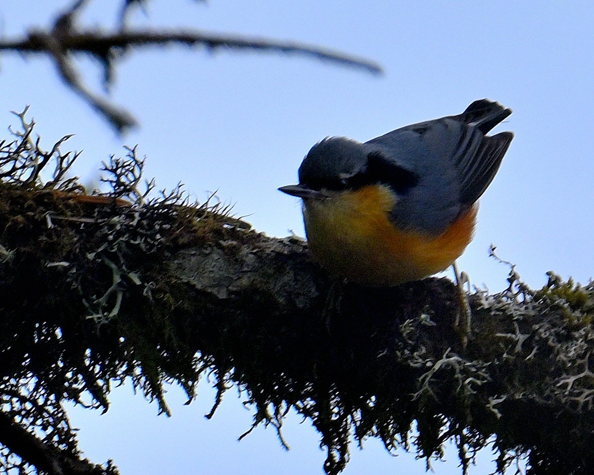 White-tailed Nuthatch - ML617554648