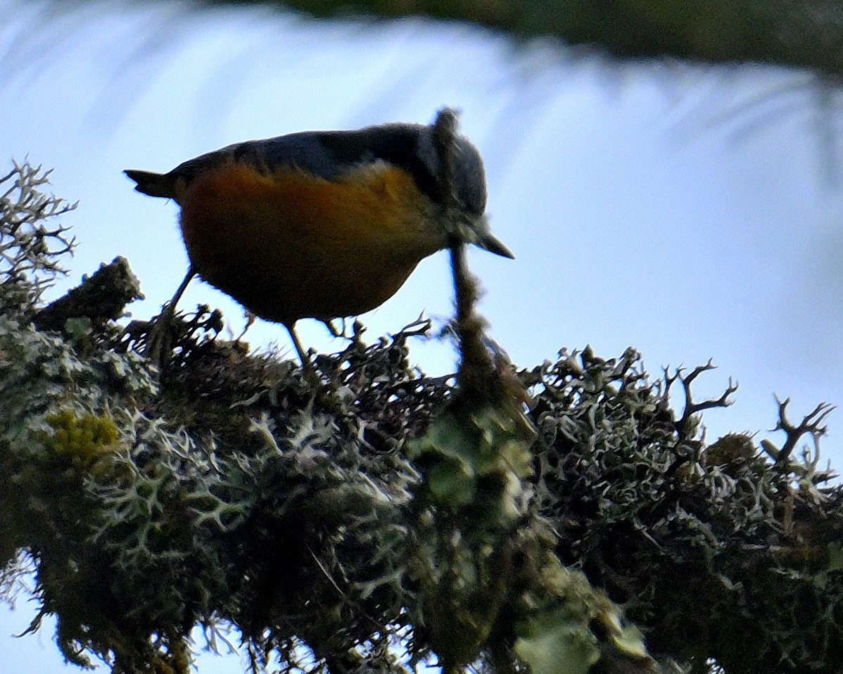 White-tailed Nuthatch - ML617554650