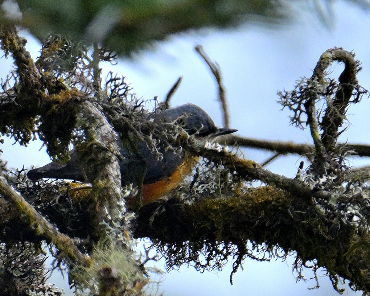 White-tailed Nuthatch - ML617554651