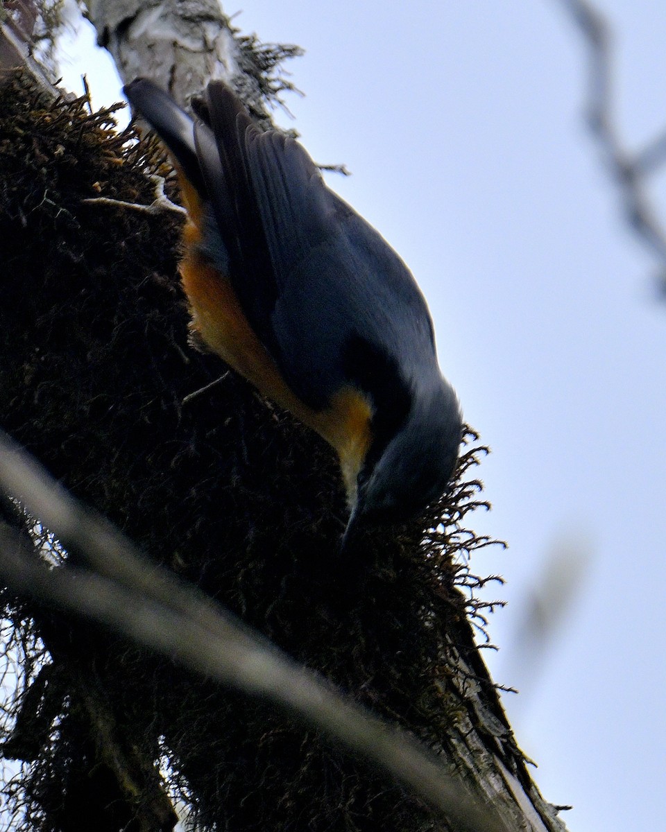 White-tailed Nuthatch - ML617554652
