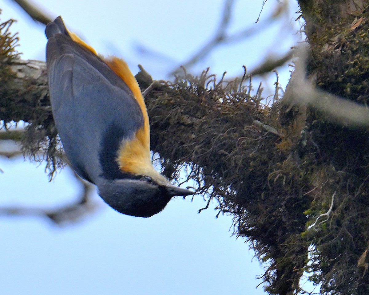 White-tailed Nuthatch - ML617554653