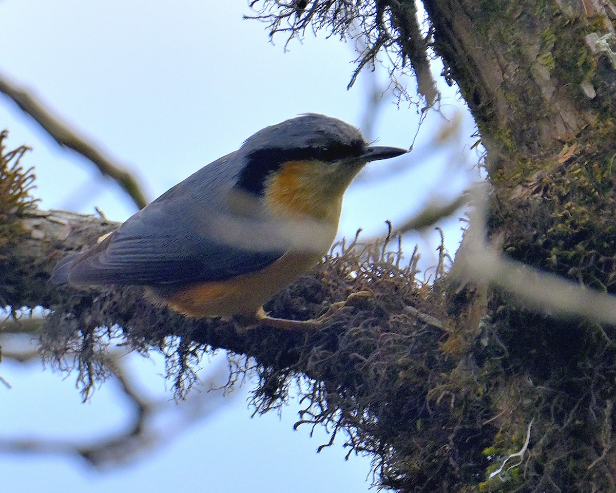 White-tailed Nuthatch - ML617554654