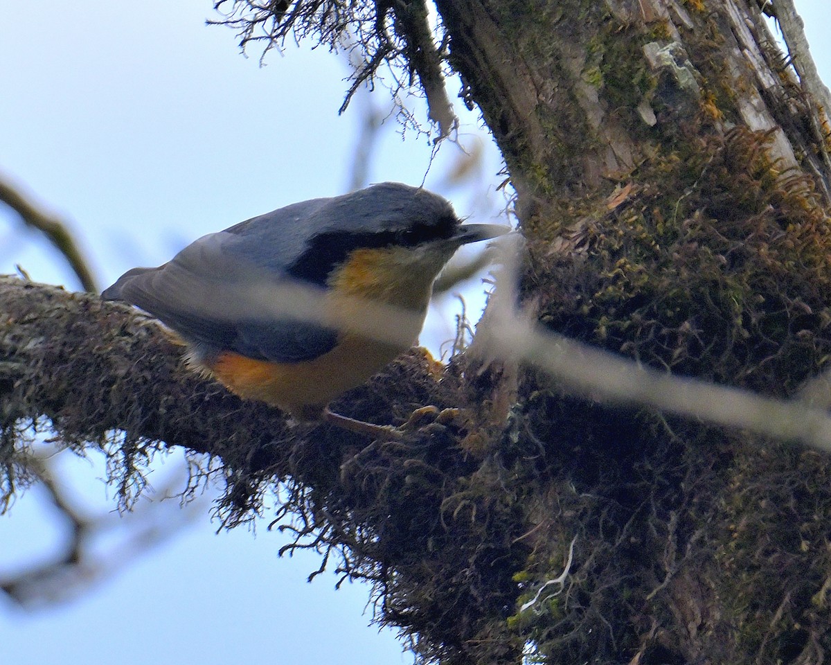 White-tailed Nuthatch - ML617554655