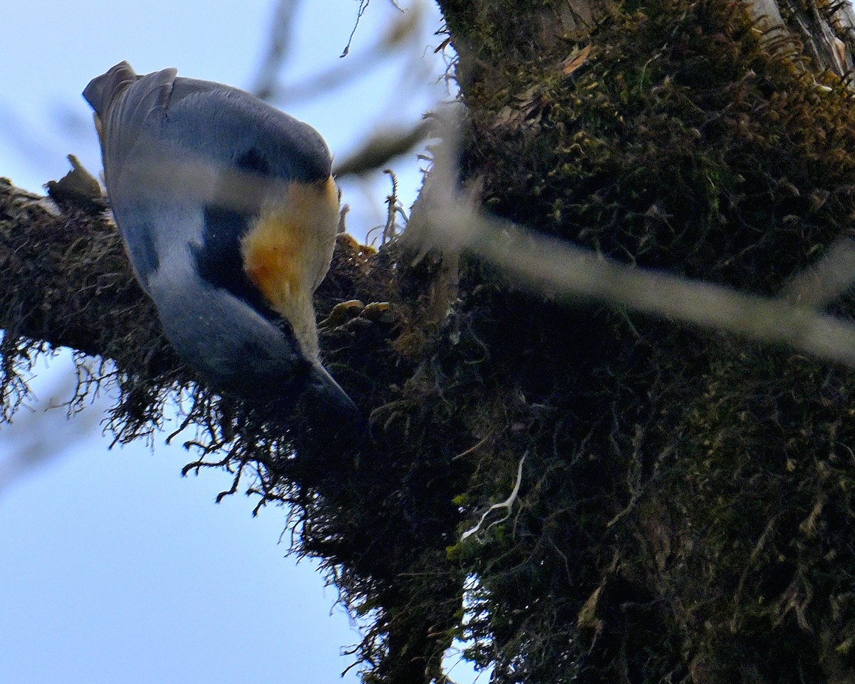 White-tailed Nuthatch - ML617554656