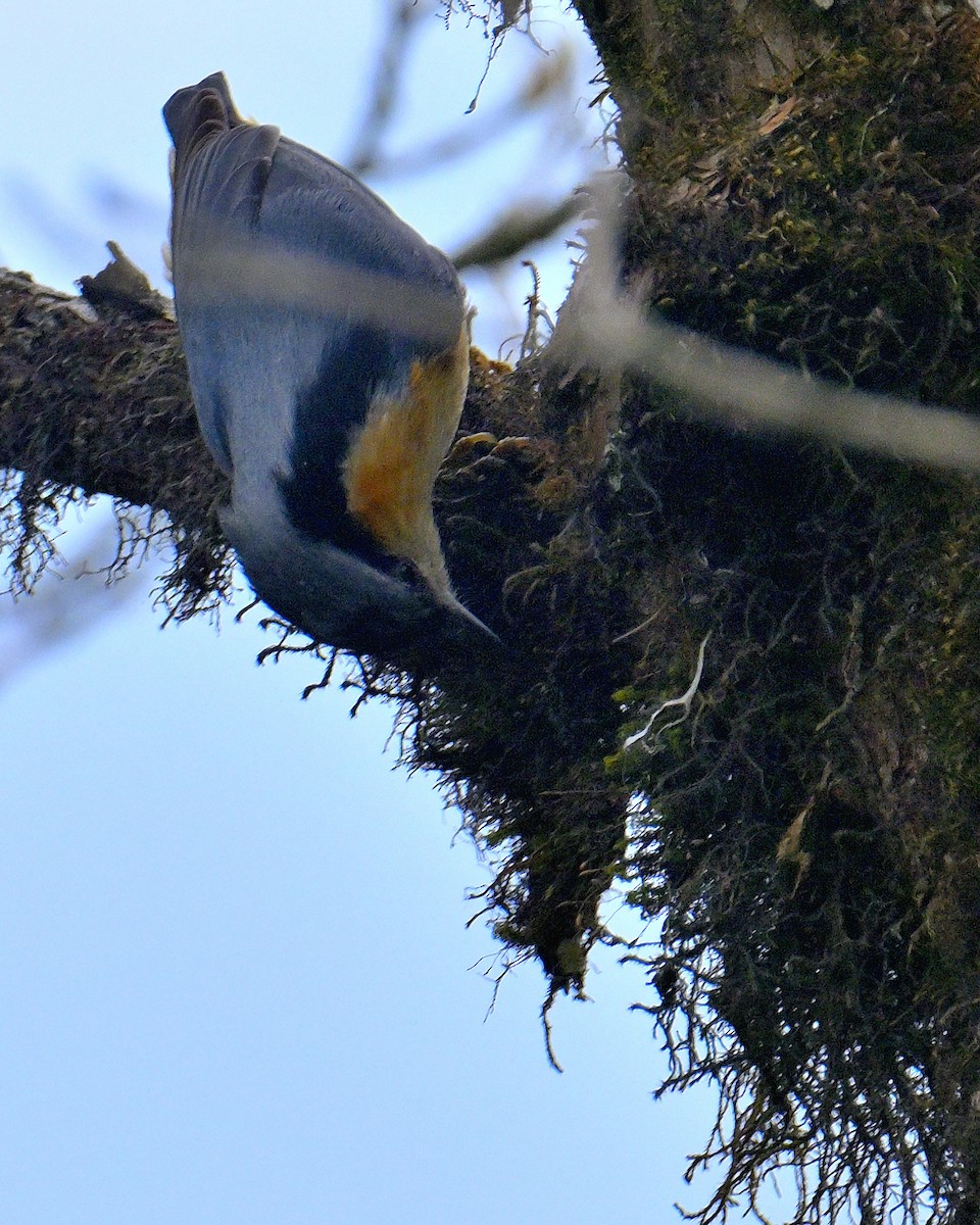White-tailed Nuthatch - ML617554657