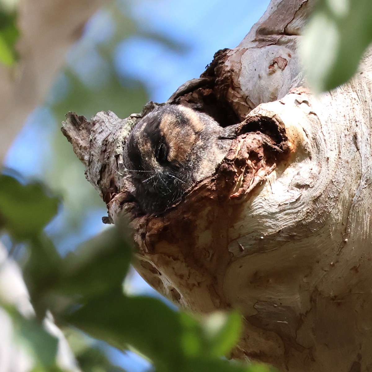 Australian Owlet-nightjar - Mark and Angela McCaffrey