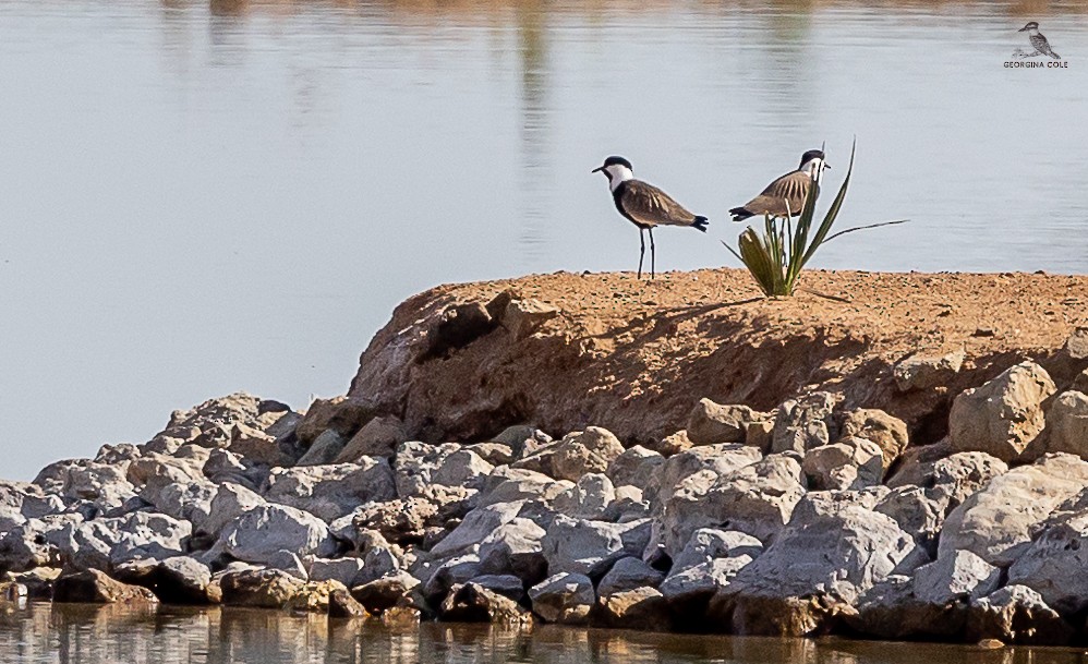 Spur-winged Lapwing - ML617554691