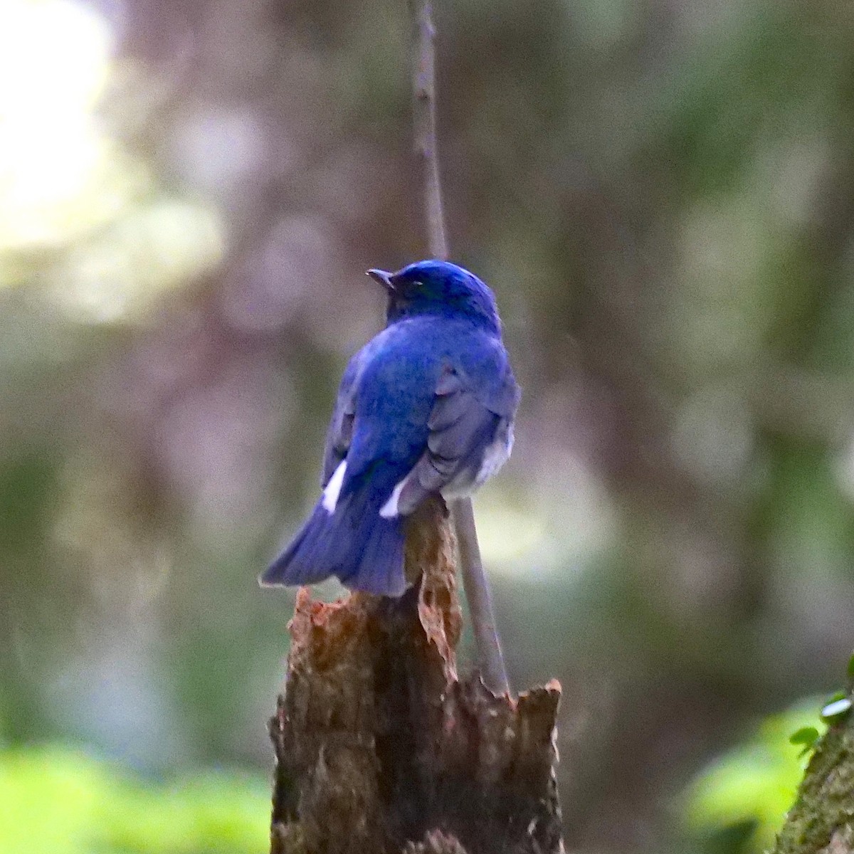 Blue-and-white Flycatcher - ML617554696