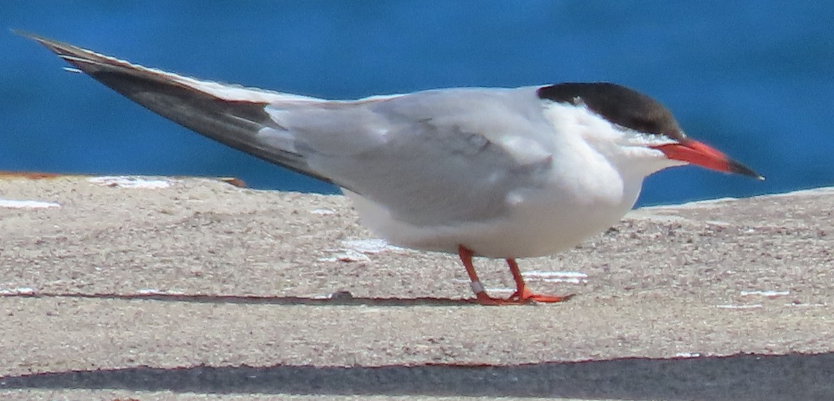 Common Tern - ML617554725