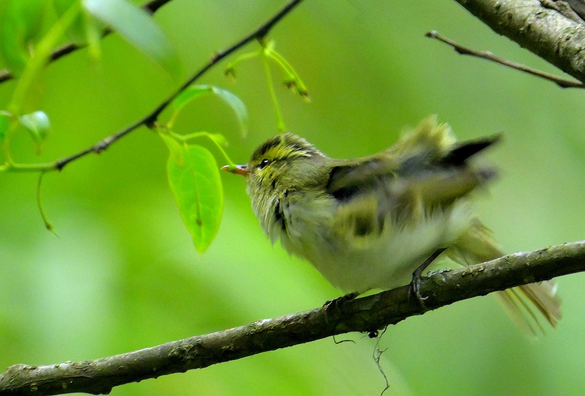 Blyth's Leaf Warbler - Rajesh Gopalan