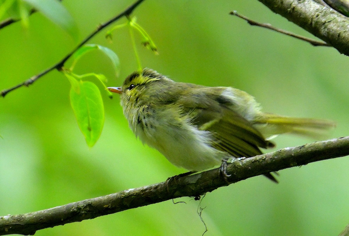 Blyth's Leaf Warbler - Rajesh Gopalan