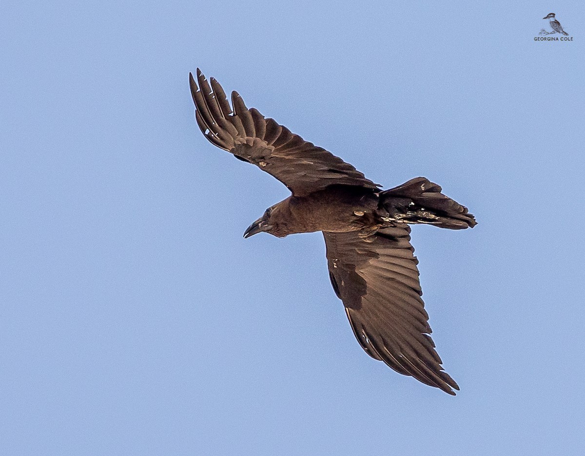 Brown-necked Raven - ML617554747