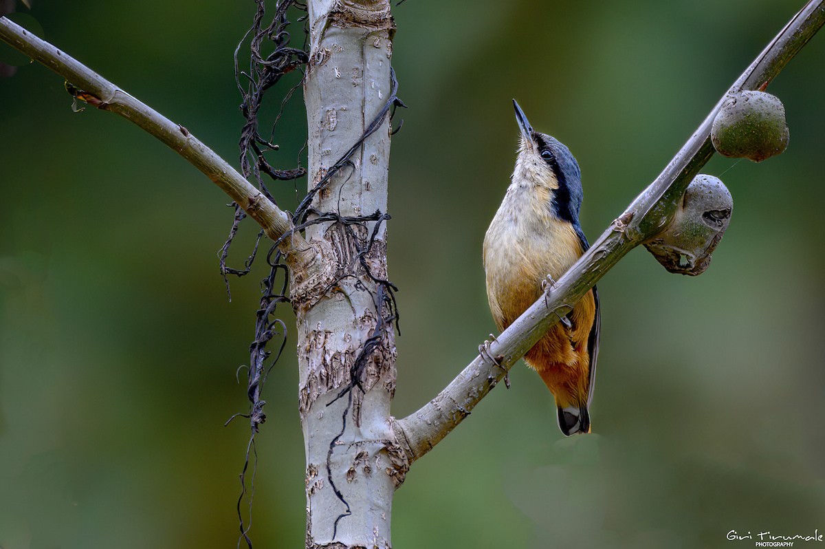 White-tailed Nuthatch - ML617554768