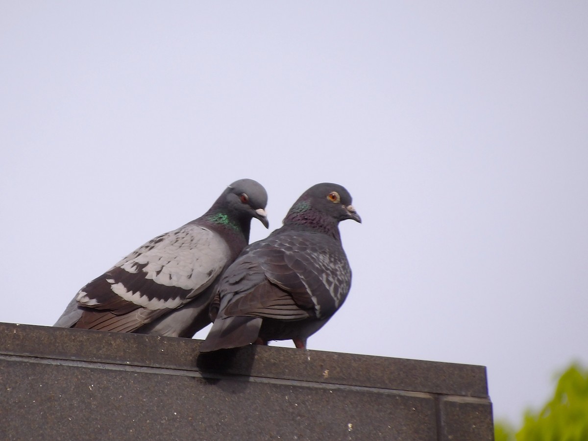 Rock Pigeon (Feral Pigeon) - ML617554779