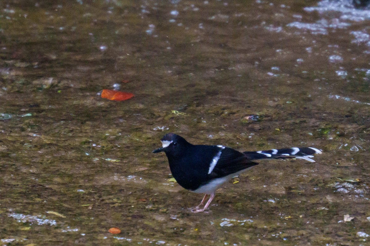 White-crowned Forktail (Northern) - ML617554795