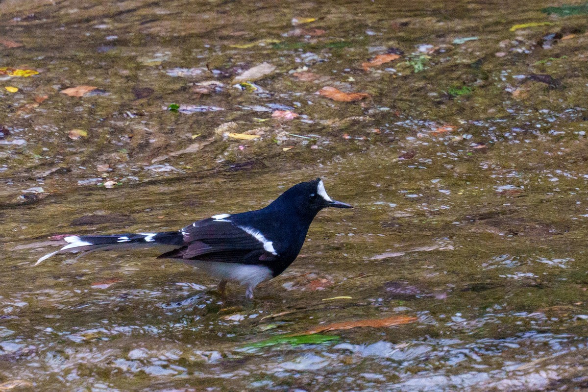 White-crowned Forktail (Northern) - ML617554796