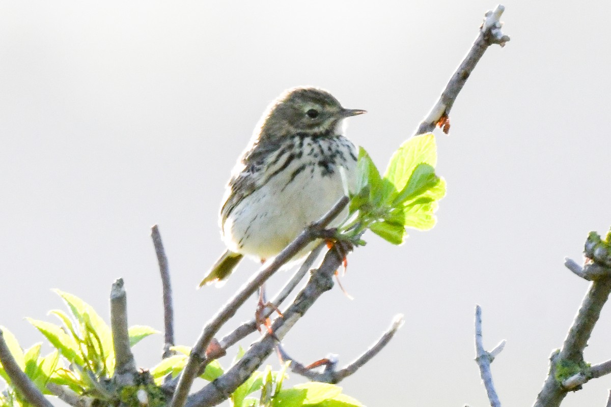 pipit sp. - ML617554844