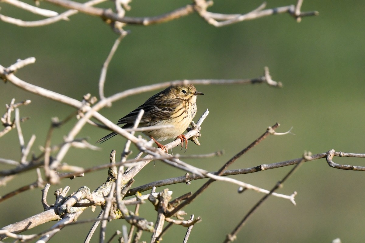 pipit sp. - ML617554845