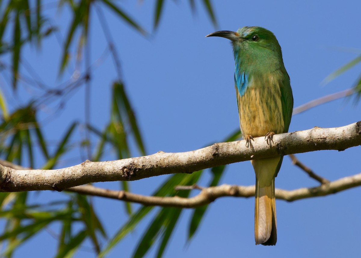 Blue-bearded Bee-eater - Ayuwat Jearwattanakanok