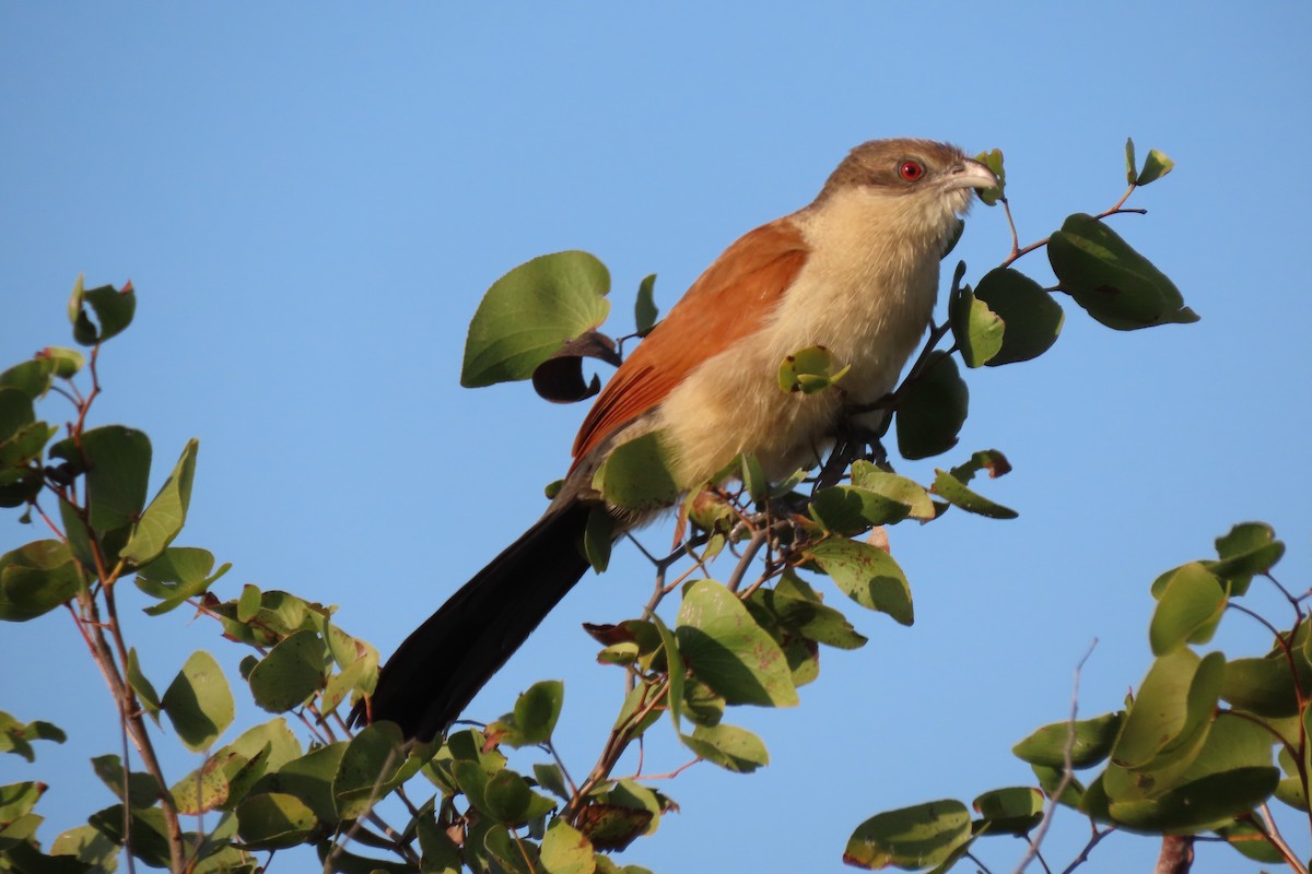 White-browed Coucal (Burchell's) - ML617554906