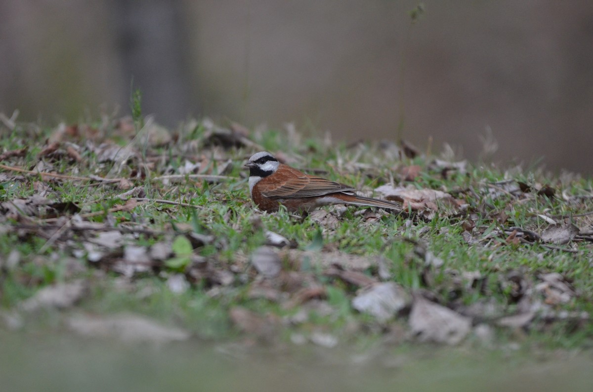 White-capped Bunting - ML617554918