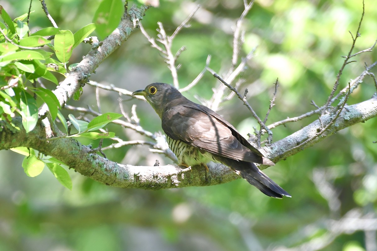 Indian Cuckoo - Teeranan Tinpook