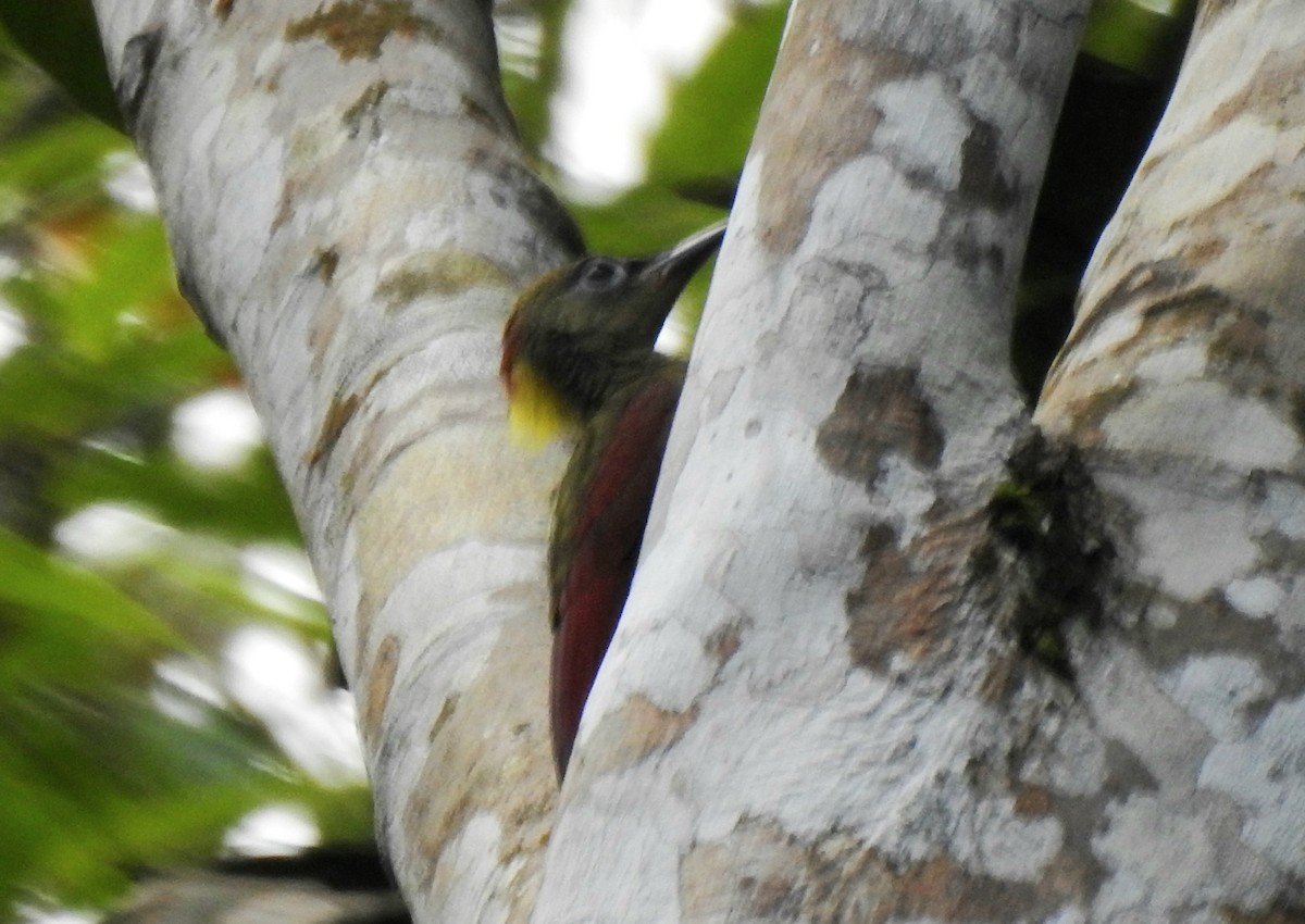 Crimson-winged Woodpecker - YM Liew
