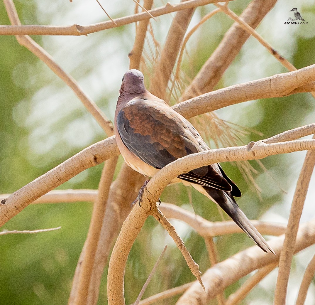Laughing Dove - ML617554974