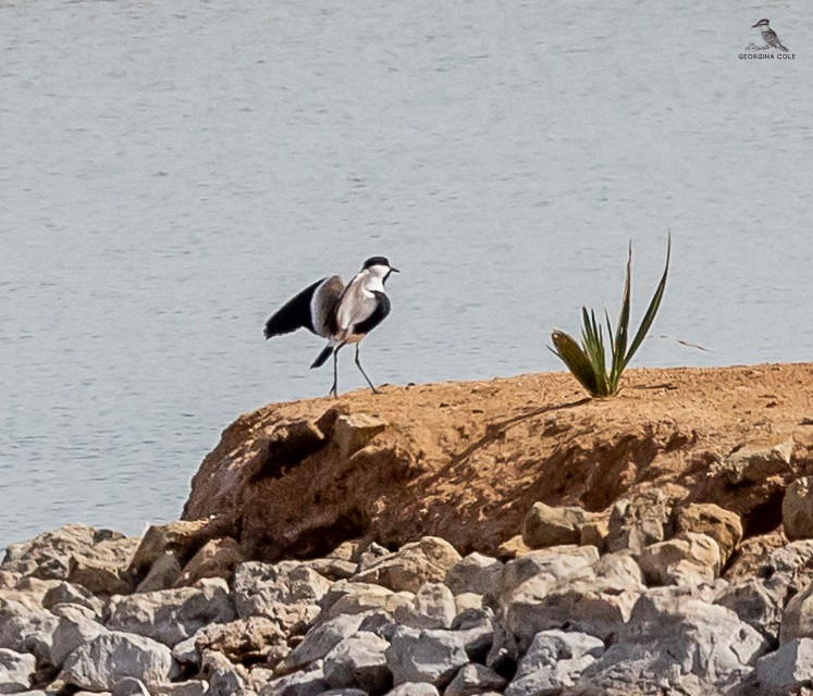 Spur-winged Lapwing - ML617554978