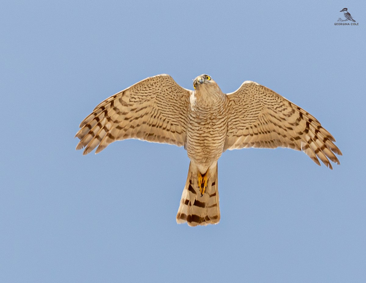 Eurasian Sparrowhawk - ML617554987