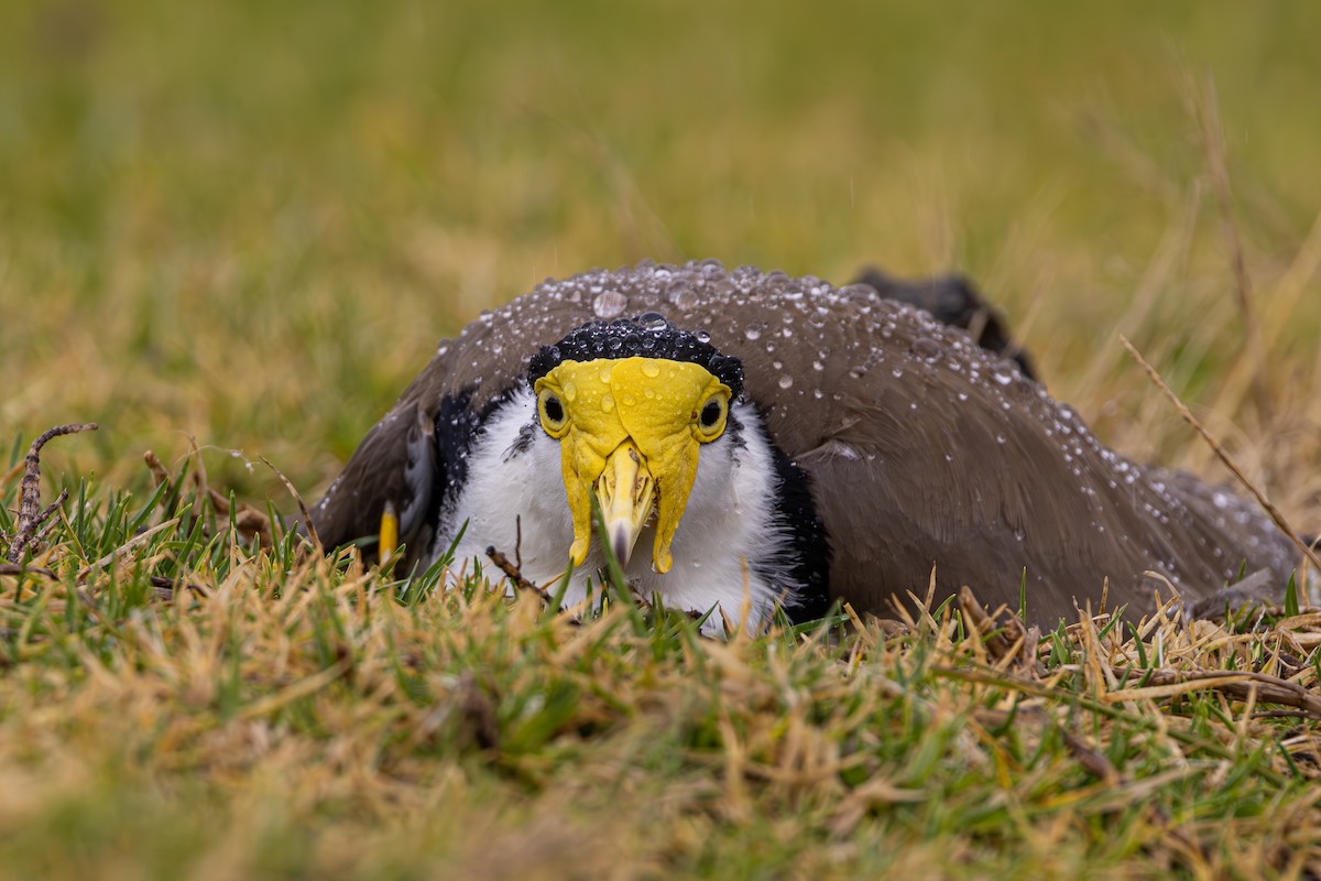 Masked Lapwing - ML617555031