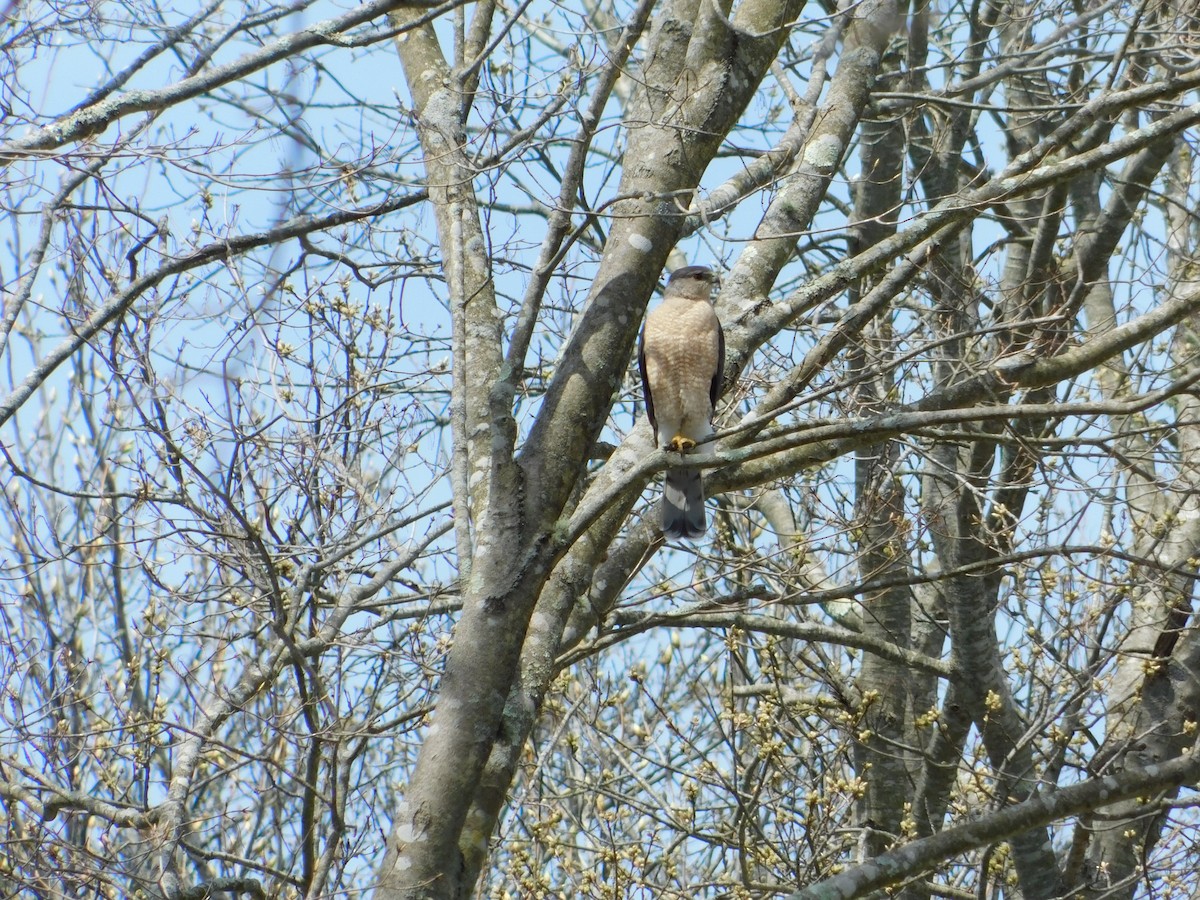 Cooper's Hawk - Meeting Place Group