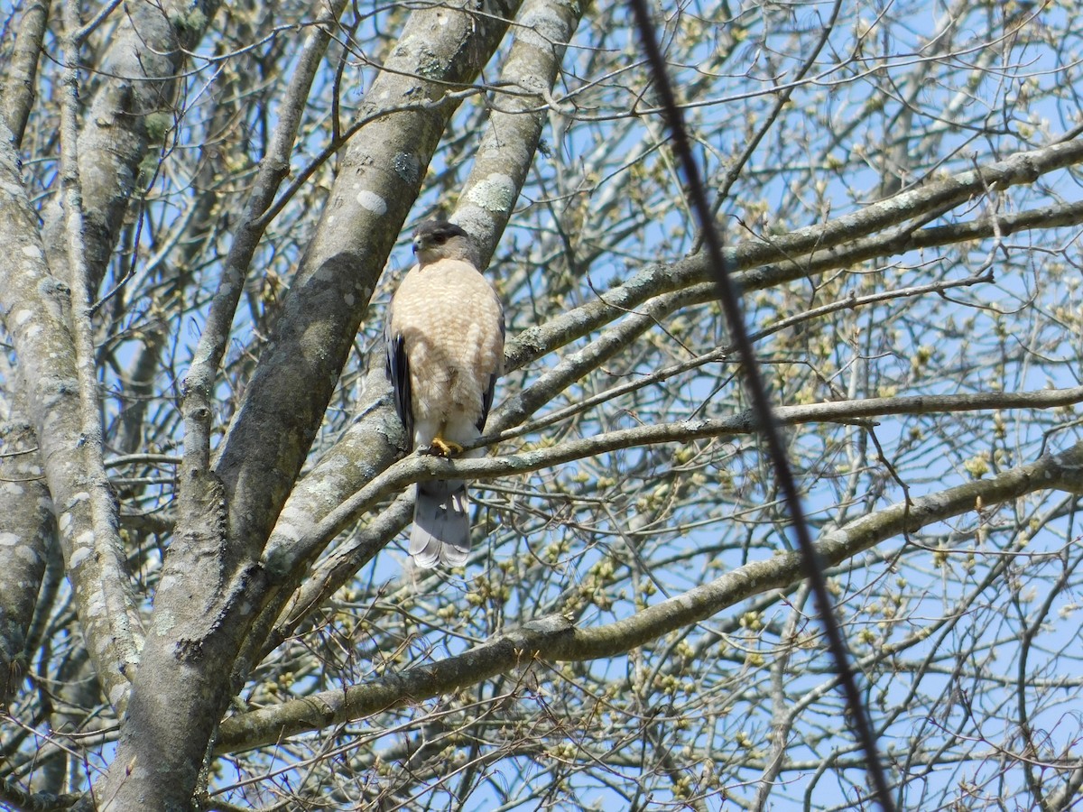 Cooper's Hawk - Meeting Place Group