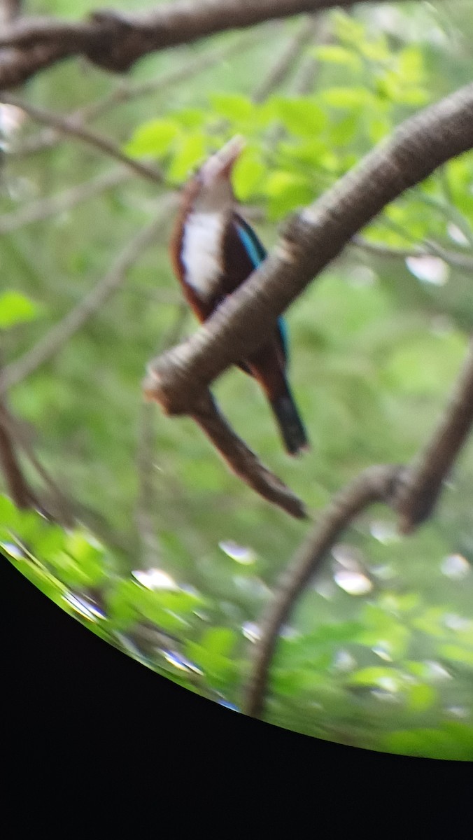 White-throated Kingfisher - Kshitij Misra