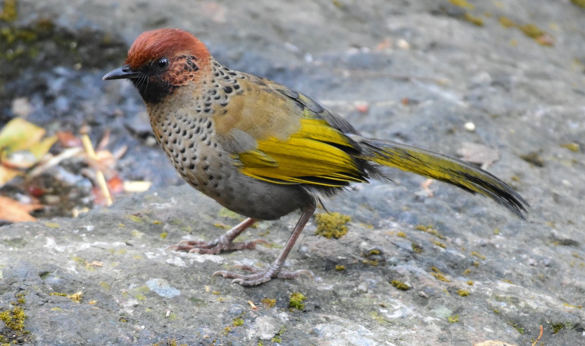 Chestnut-crowned Laughingthrush - ML617555093