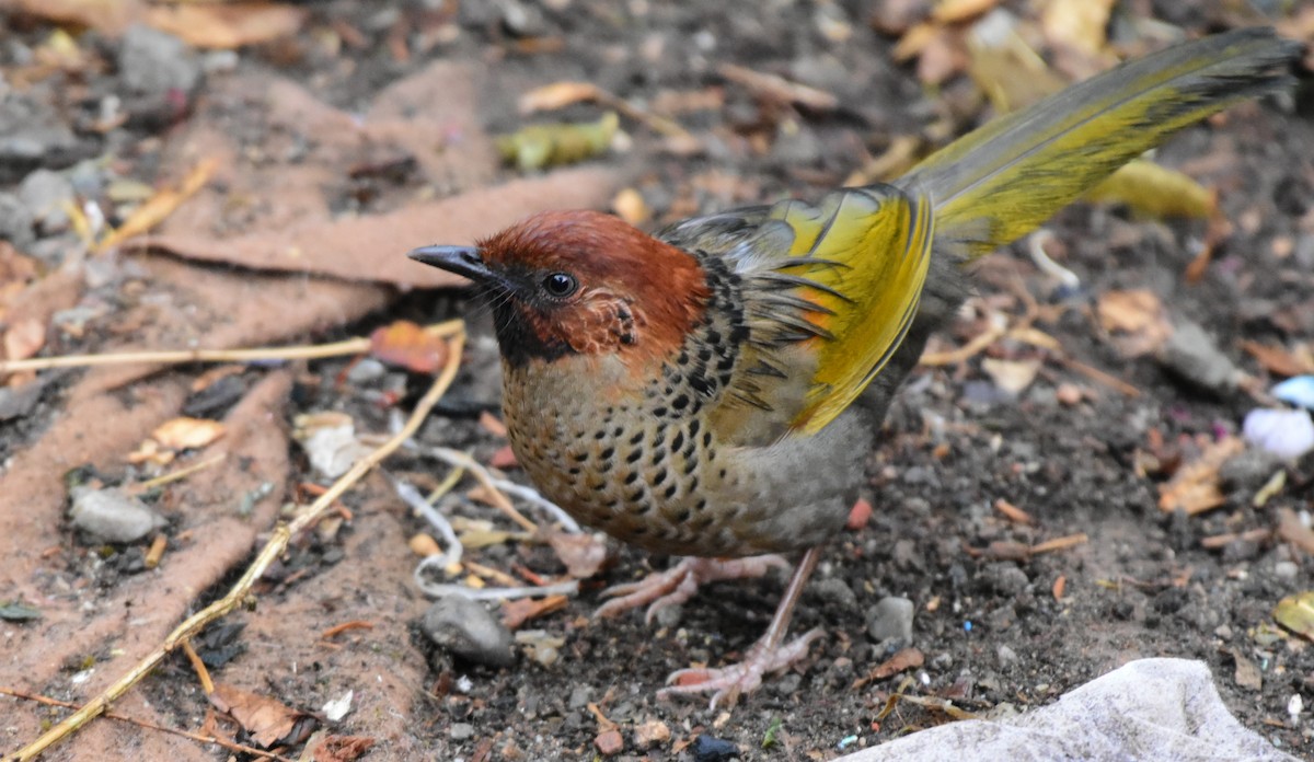 Chestnut-crowned Laughingthrush - ML617555094