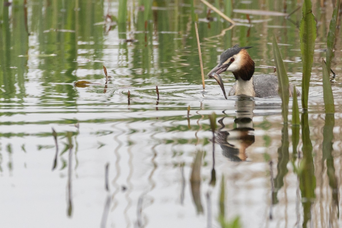 Great Crested Grebe - ML617555142