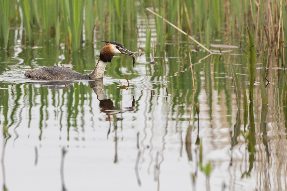 Great Crested Grebe - ML617555145