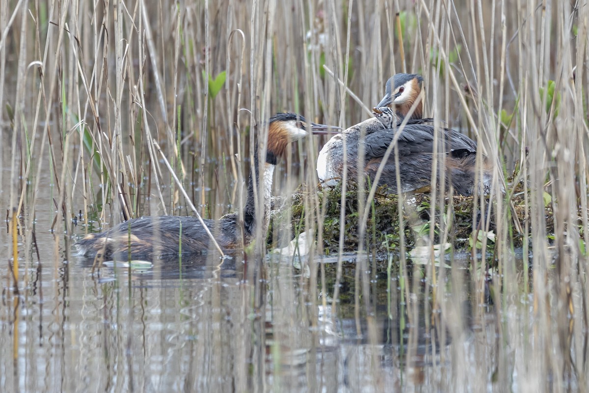 Great Crested Grebe - ML617555147