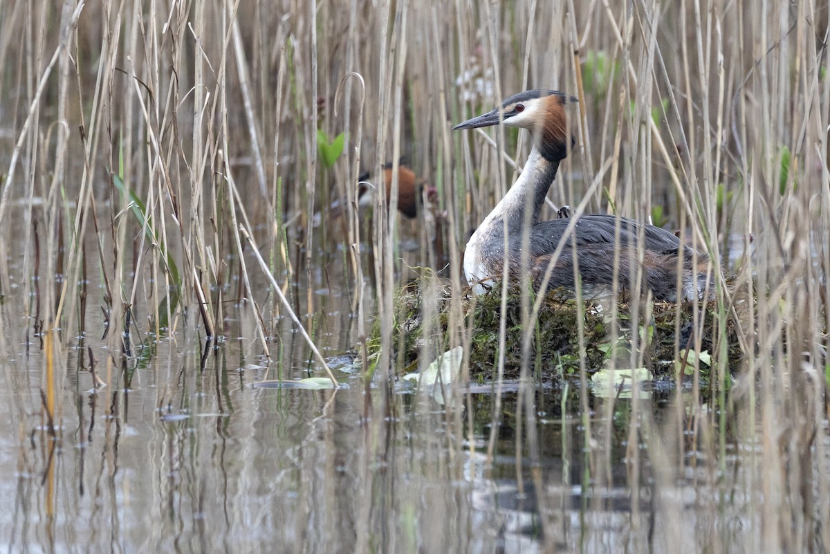 Great Crested Grebe - ML617555148